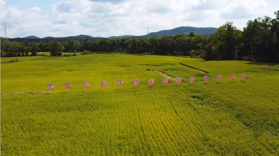黑龍江稻禾源：守「糧心大米」初心 賦能「五常大米」熠熠發(fā)光
