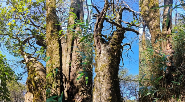 南山國家公園候選區(qū)發(fā)現(xiàn)罕見水青樹分佈群落