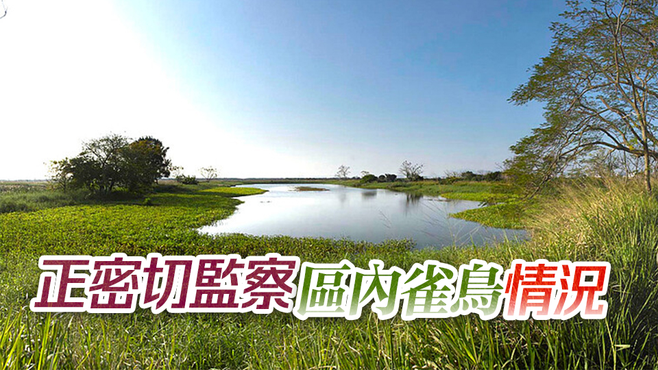 米埔自然護(hù)理區(qū)有環(huán)境樣本驗(yàn)出H5N1 附近3公里無雞場(chǎng)