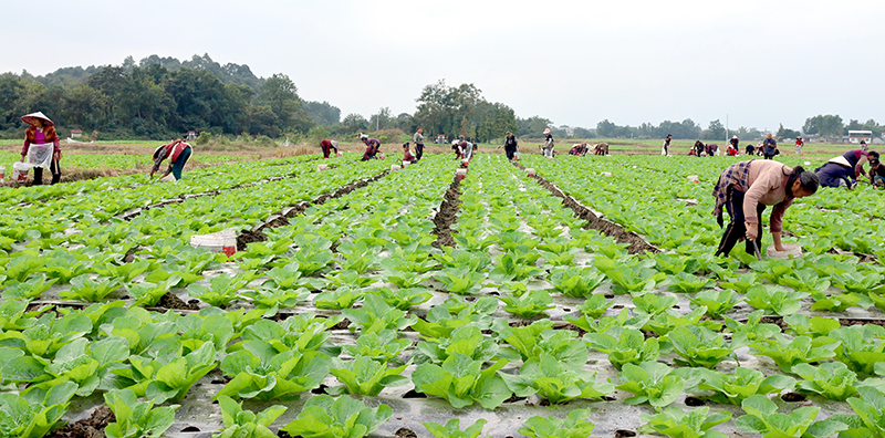 「閒置存量」變「發(fā)展增量」 四川綿竹盤活農(nóng)村「沉睡」資產(chǎn)賦能鄉(xiāng)村全面振興