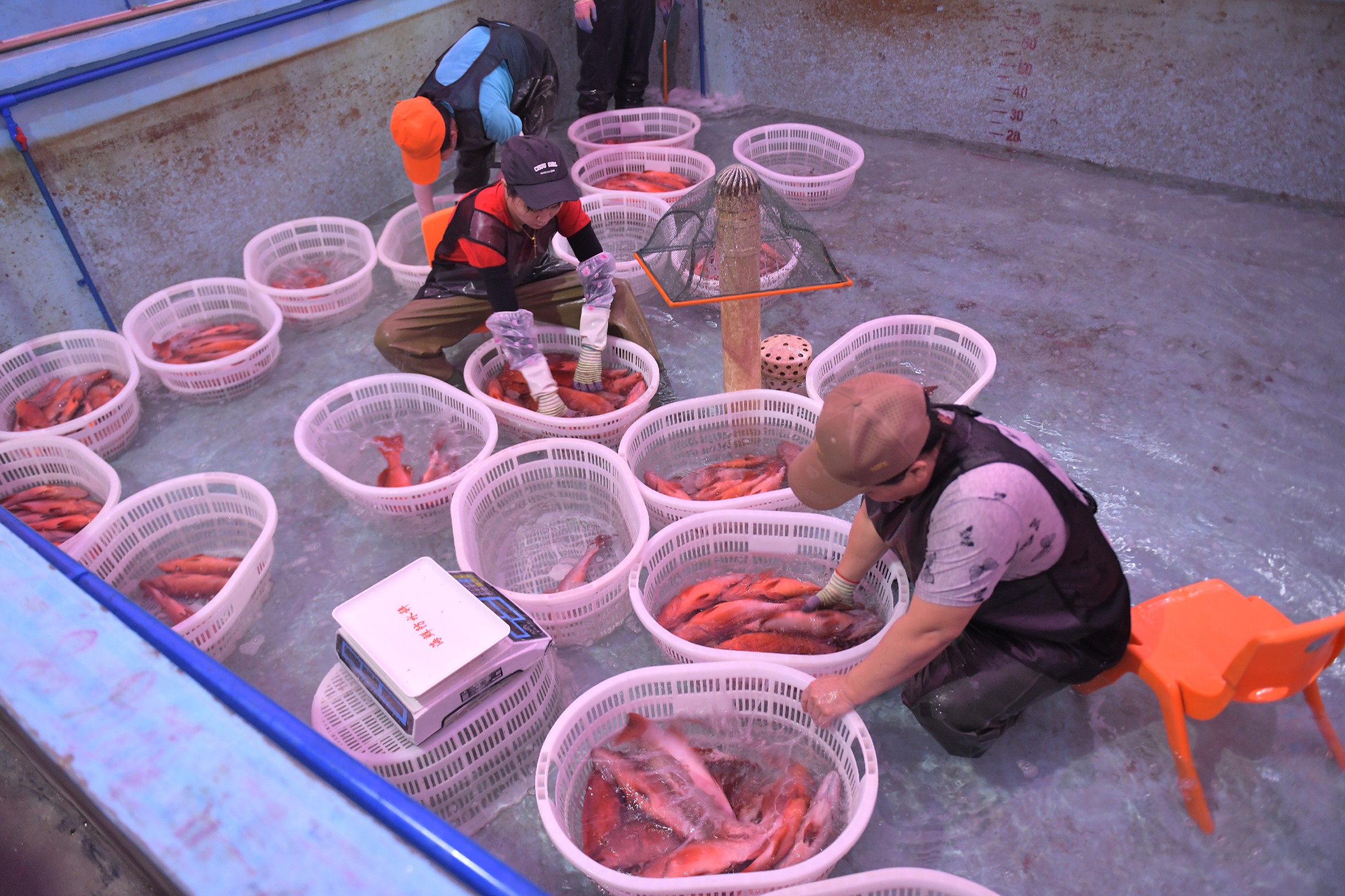 探尋和美鄉(xiāng)村新圖景|海南萬寧排溪村海水養(yǎng)殖帶動自主創(chuàng)業(yè)新熱潮