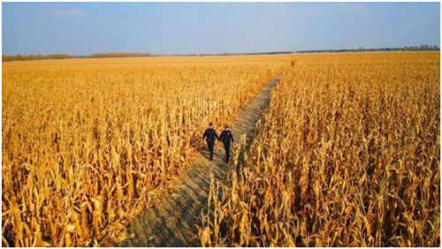 冰城公安：守護綠色生態(tài) 當好耕地「守倉人」