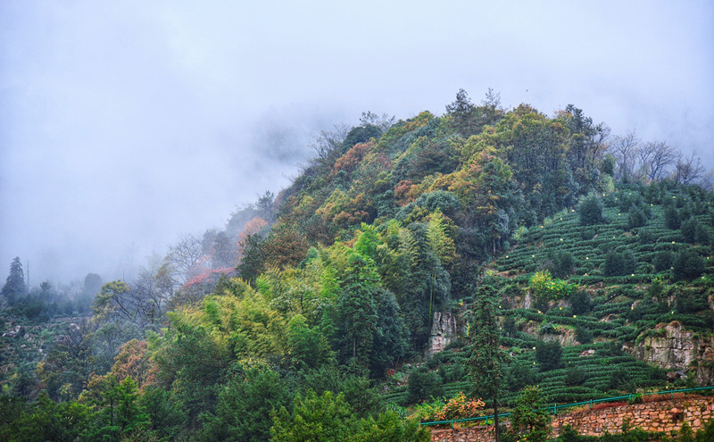 香榧樹(shù)上結(jié)出「致富果」 皖黃山區(qū)辦第六屆樵山香榧文化旅遊節(jié)
