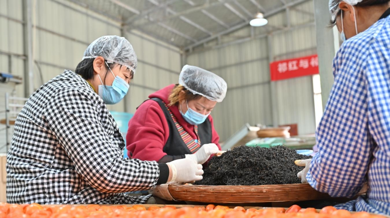 「東方樹葉」發(fā)新芽 皖祁門紅桔茶好喝又暖胃