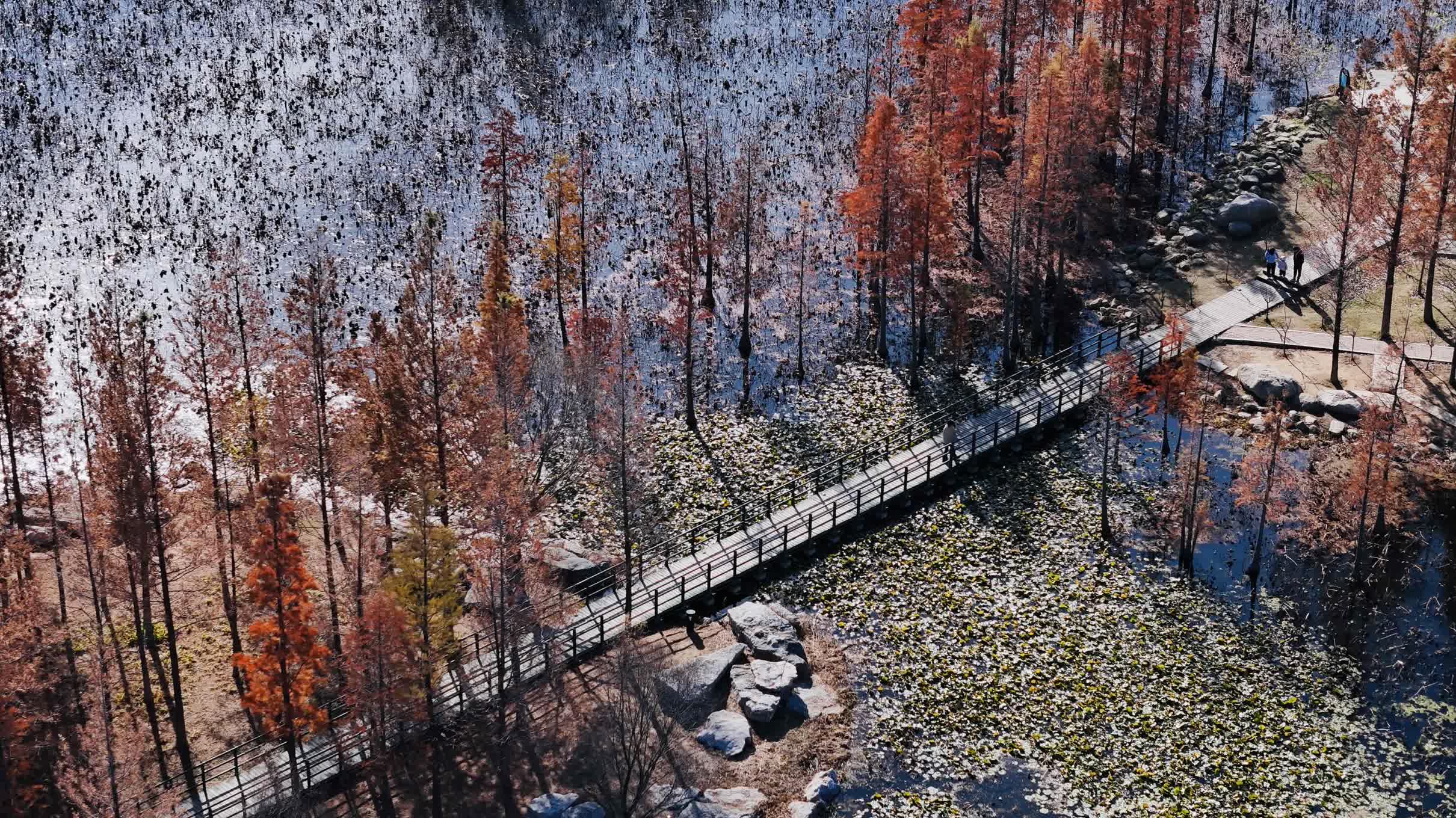 山東煙臺(tái)：斑斕水杉 賞冬魚河
