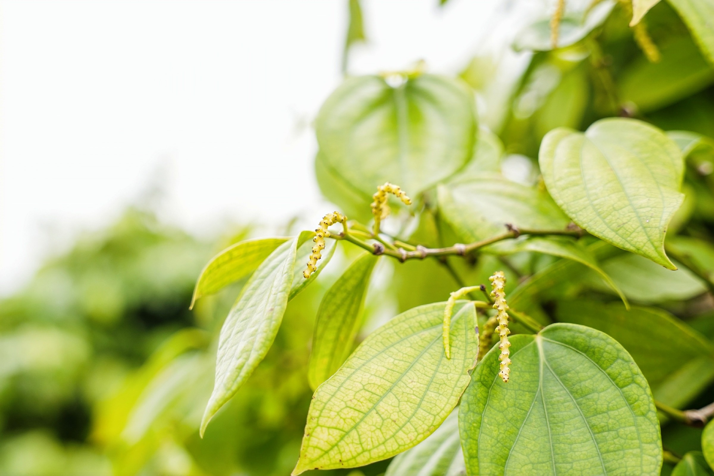 鞏固脫貧攻堅成果|海南文昌蓬萊鎮(zhèn)：小小胡椒播撒致富希望