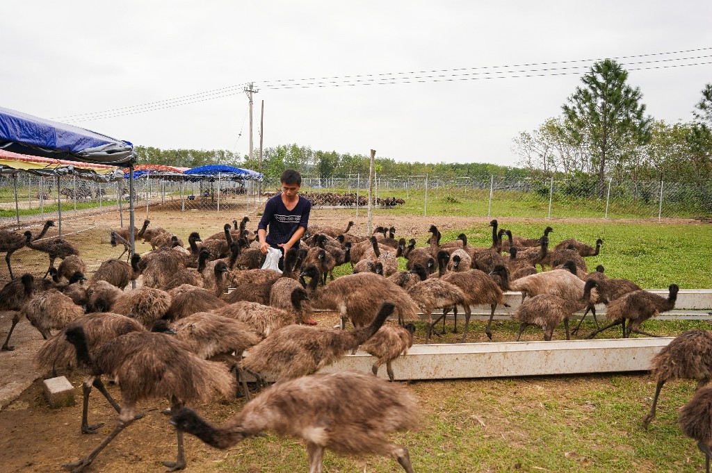 鞏固脫貧攻堅成果|海南定安雷鳴鎮(zhèn)：種養(yǎng)循環(huán)打造多元特色產(chǎn)業(yè)新模板