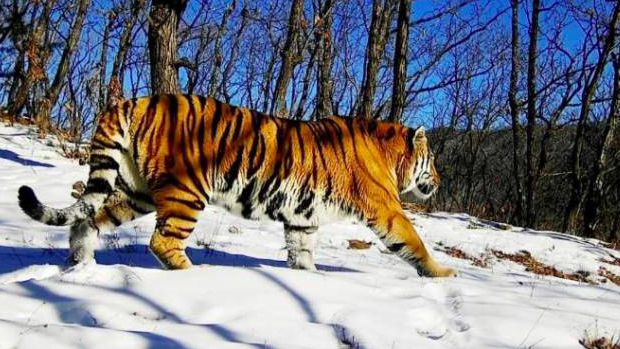 又有老虎進(jìn)村？當(dāng)?shù)鼗⒈只貞?yīng) 網(wǎng)友：「虎豹局」是個(gè)什麼局？