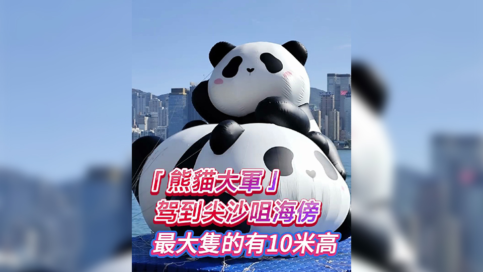 有片丨「熊貓大軍」駕到尖沙咀海傍 最大隻的有10米高！
