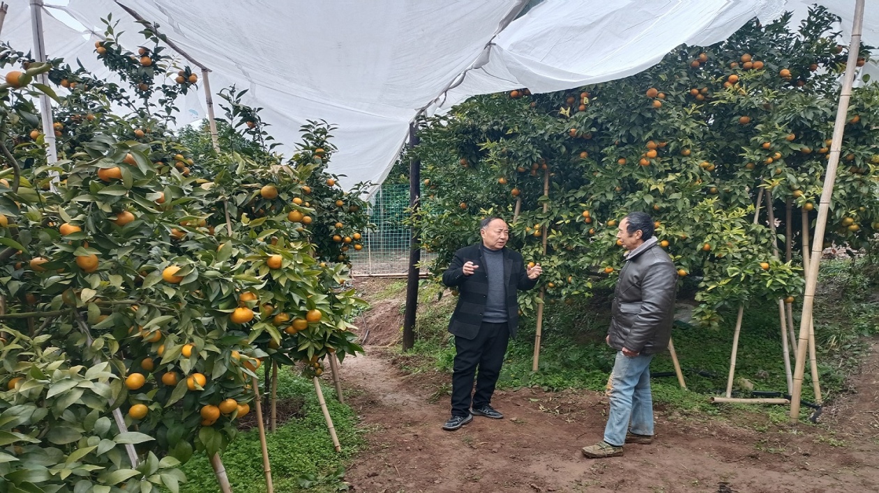 確保3萬畝沃柑順利越冬 四川梓潼專職農(nóng)技員現(xiàn)場指導(dǎo)