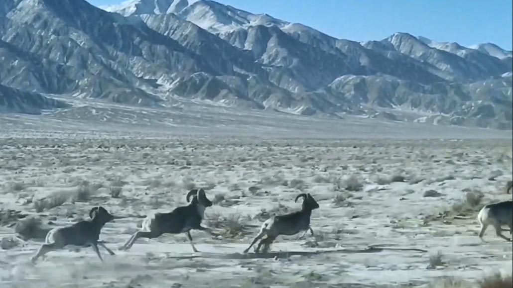 甘肅安南壩保護(hù)區(qū)：與奔跑的盤(pán)羊「邂逅」