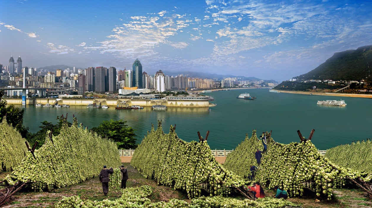 「重慶寶貝」涪陵榨菜品牌價(jià)值達(dá)379億