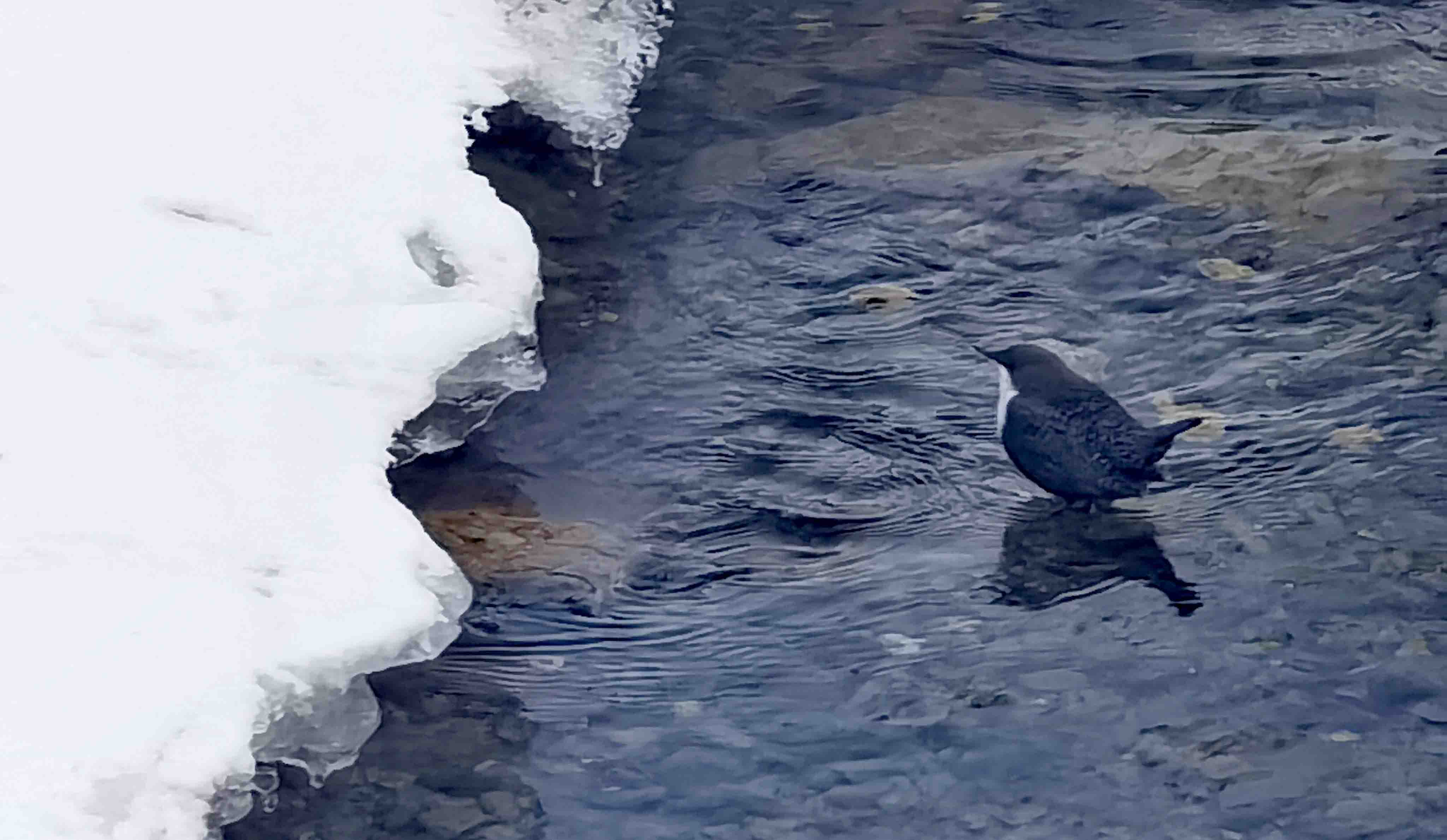潛水高手河烏首次出鏡甘肅太子山保護(hù)區(qū)