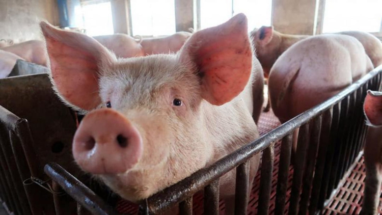 元朗逢吉鄉(xiāng)一豬場豬隻樣本檢出非洲豬瘟 漁護(hù)署正銷毀場內(nèi)豬隻