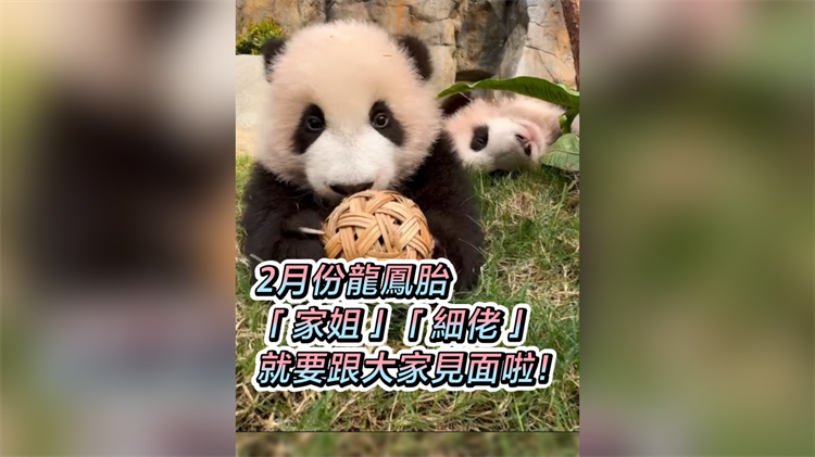 有片丨2月份小小隻龍鳳胎 「家姐」「細(xì)佬」 就要跟大家見面啦！