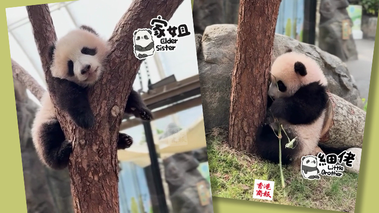 有片｜「家姐」「細佬」祝大家開工大吉！