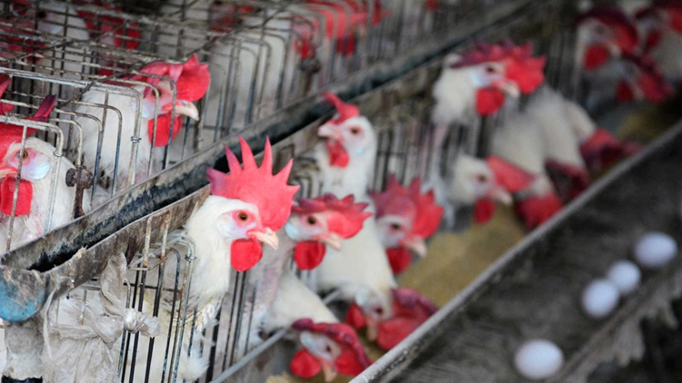 本港暫停進(jìn)口美國(guó)11州15縣禽肉及禽類產(chǎn)品