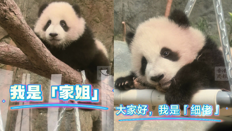 有片丨大熊貓龍鳳胎即將與公衆(zhòng)見面 互動打鬧萌翻天
