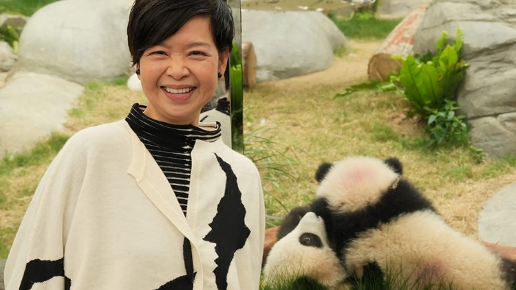 有片｜「家姐」「細(xì)佬」太可愛 局長(zhǎng)也成熊貓迷