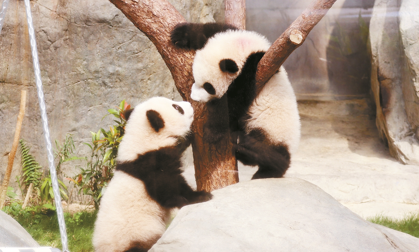 海洋公園大熊貓龍鳳胎16日正式與公眾見(jiàn)面