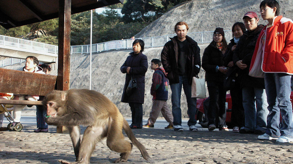 男子被猴子襲擊感染本港首宗猴皰疹病毒 約4個月後死亡