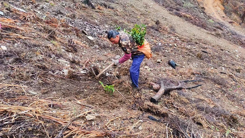 皖黟縣漁亭鎮(zhèn)：油茶拓新路 增收好致富