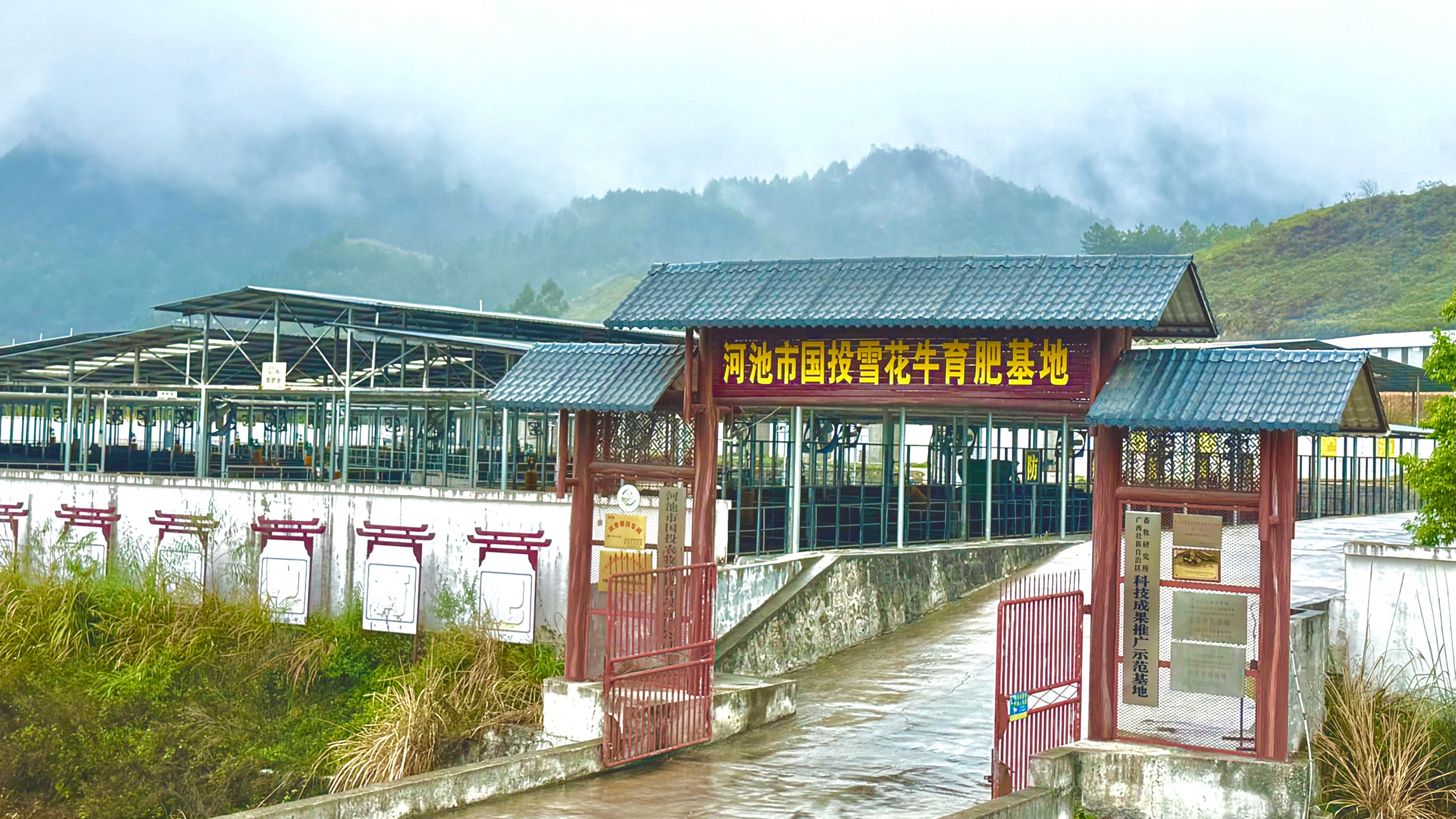 按摩聽歌睡軟床！本報記者探訪供港牛肉養(yǎng)殖基地