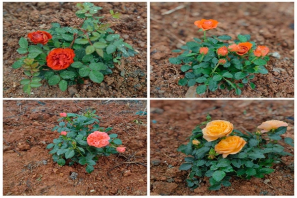 攜手添新綠 湖南高速服務區(qū)開展植樹節(jié)活動