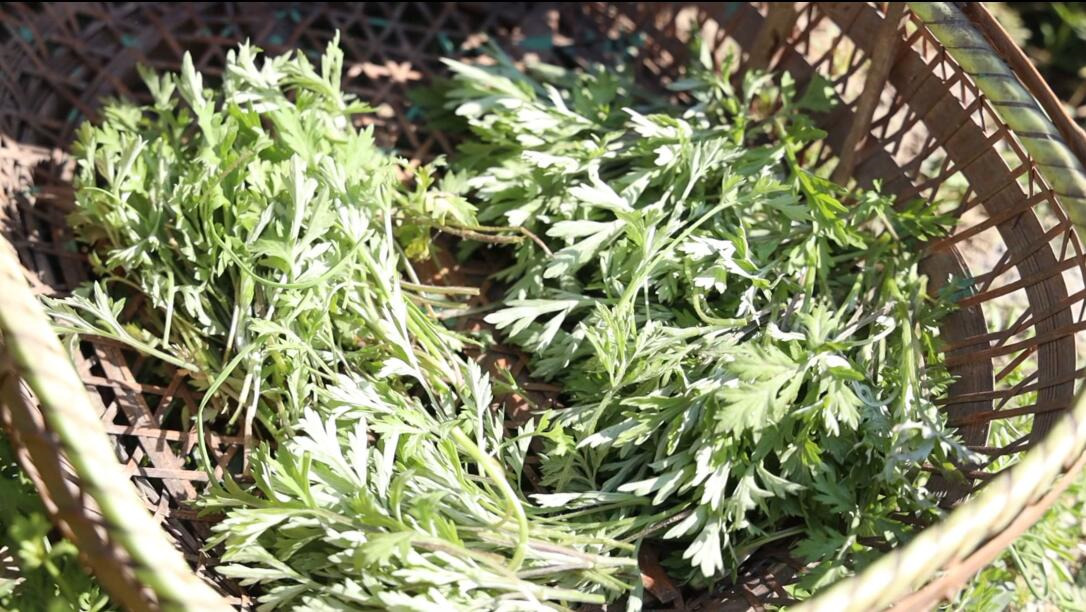 皖歙縣：新鮮春筍艾葉餃 風(fēng)味徽州綻舌尖