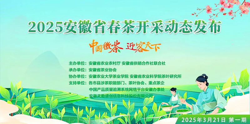 安徽茶葉主產(chǎn)區(qū)將陸續(xù)進(jìn)入開採(cǎi)期