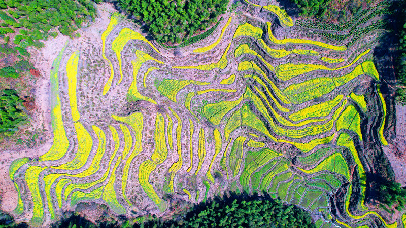 皖休寧縣：8萬畝油菜花綻放「金色經(jīng)濟(jì)」