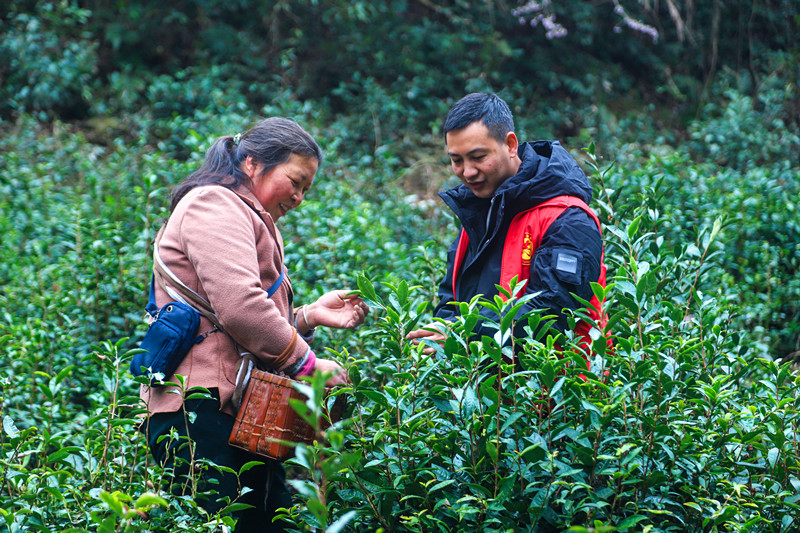 皖歙縣街口鎮(zhèn)：茶簍載春色 紅衫暖民生