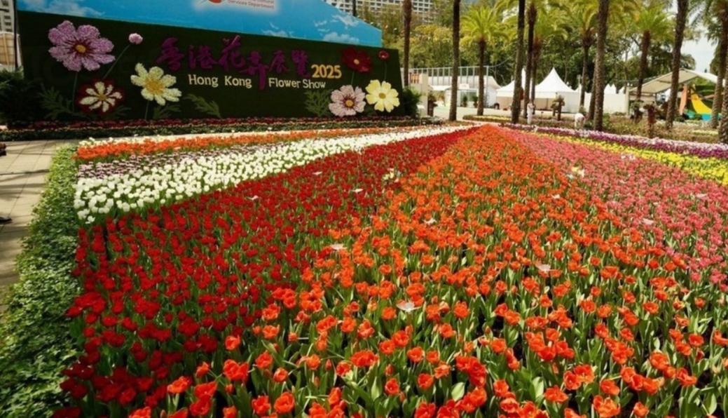 花展派花活動(dòng)結(jié)束 康文署籲市民勿前往維園排隊(duì)