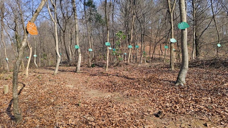 讓生態(tài)產(chǎn)品盡現(xiàn)其值 皖歙縣創(chuàng)新「儲備林+」促生態(tài)與經(jīng)濟雙贏