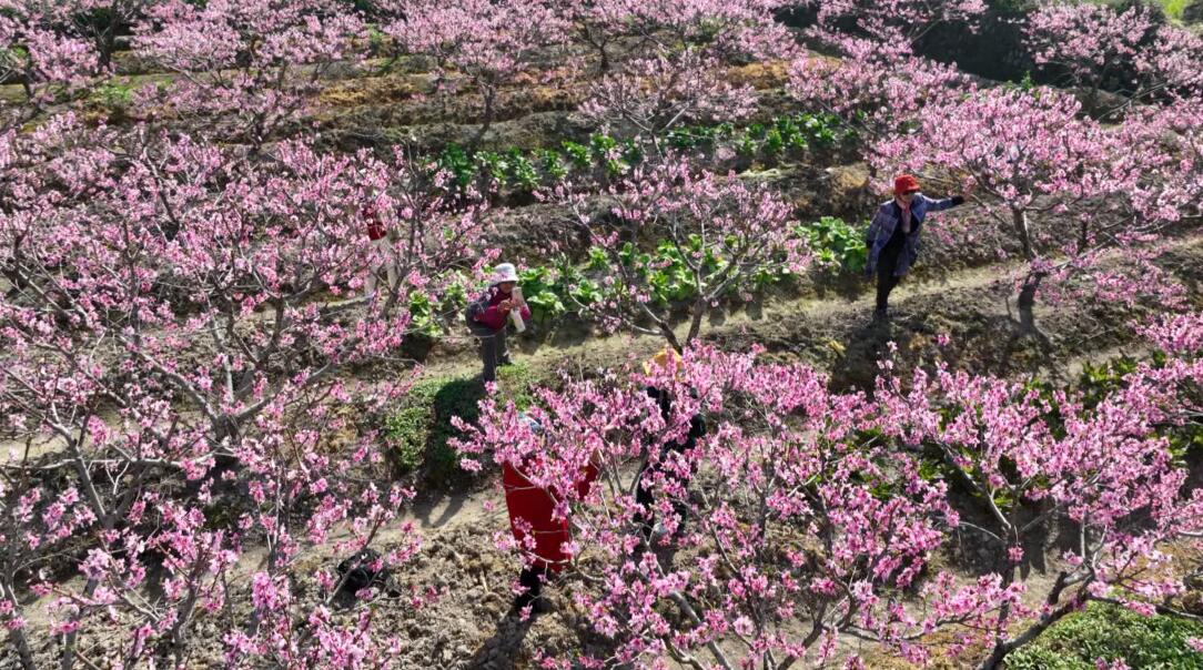 皖歙縣：桃花朵朵開  「著色」農(nóng)文旅