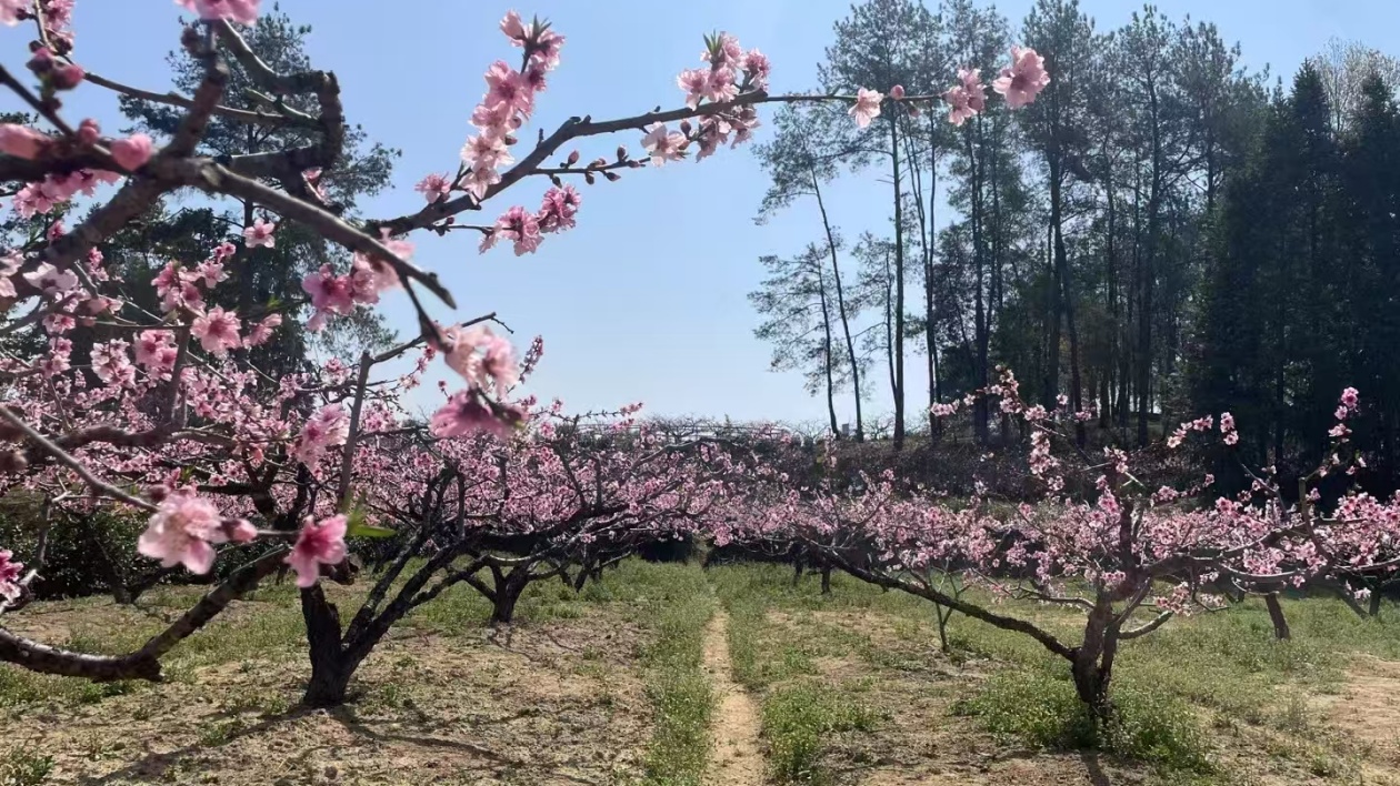 皖黟縣碧陽鎮(zhèn)：五里桃花盛放  特色產(chǎn)業(yè)勃興