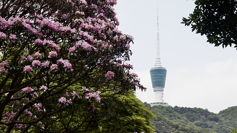 【春日限定】香港徒步愛好者必訪！深圳梧桐山毛棉杜鵑花海盛放，都市中的高山仙境！