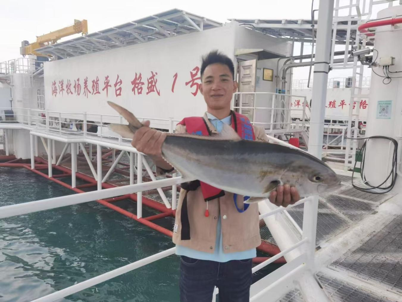 「格盛1號(hào)」試養(yǎng)章紅魚起捕上市