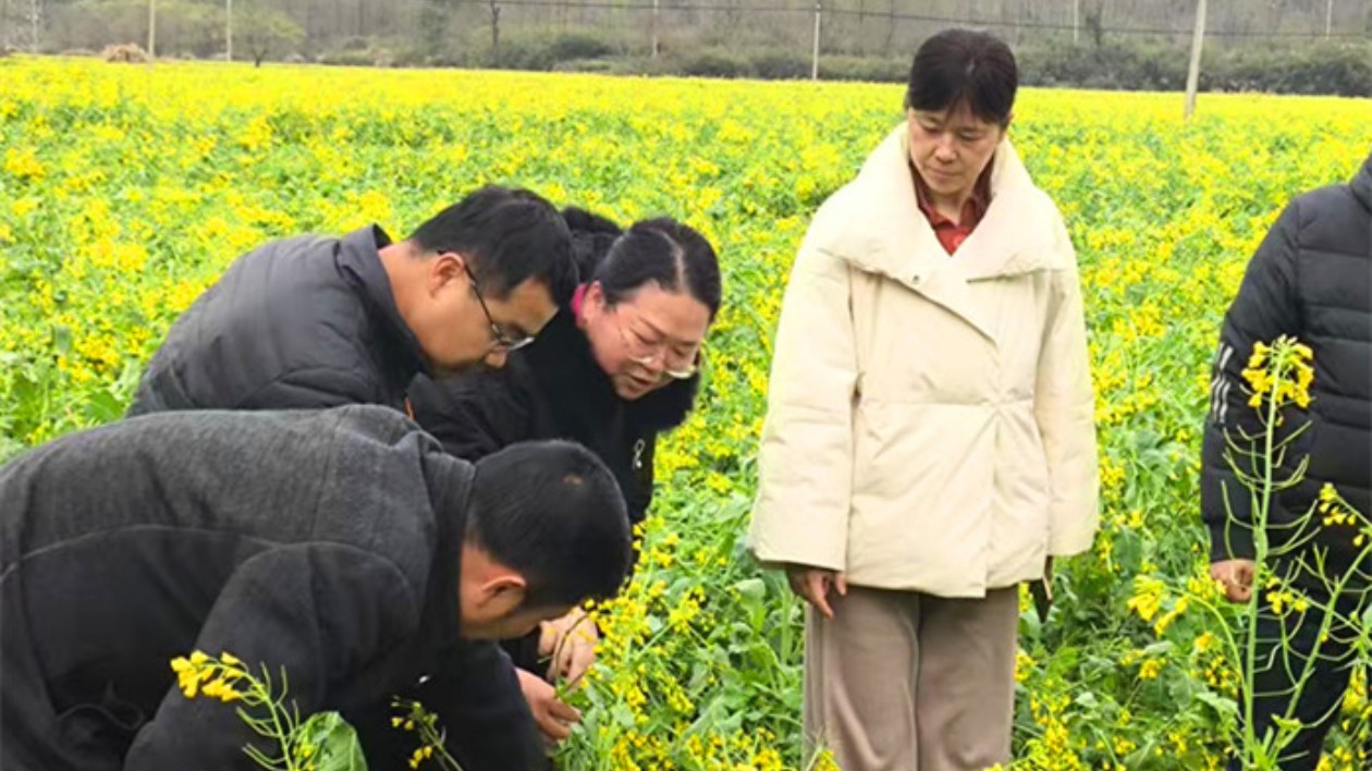 科學(xué)應(yīng)對(duì)「倒春寒」  皖黟縣農(nóng)業(yè)穩(wěn)產(chǎn)有「暖招」