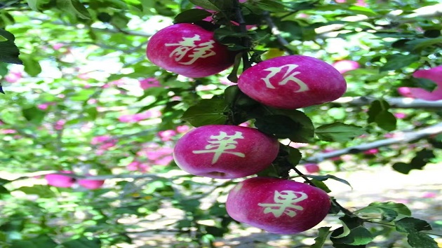 甘肅靜寧蘋果：多維賦能鄉(xiāng)村全面振興