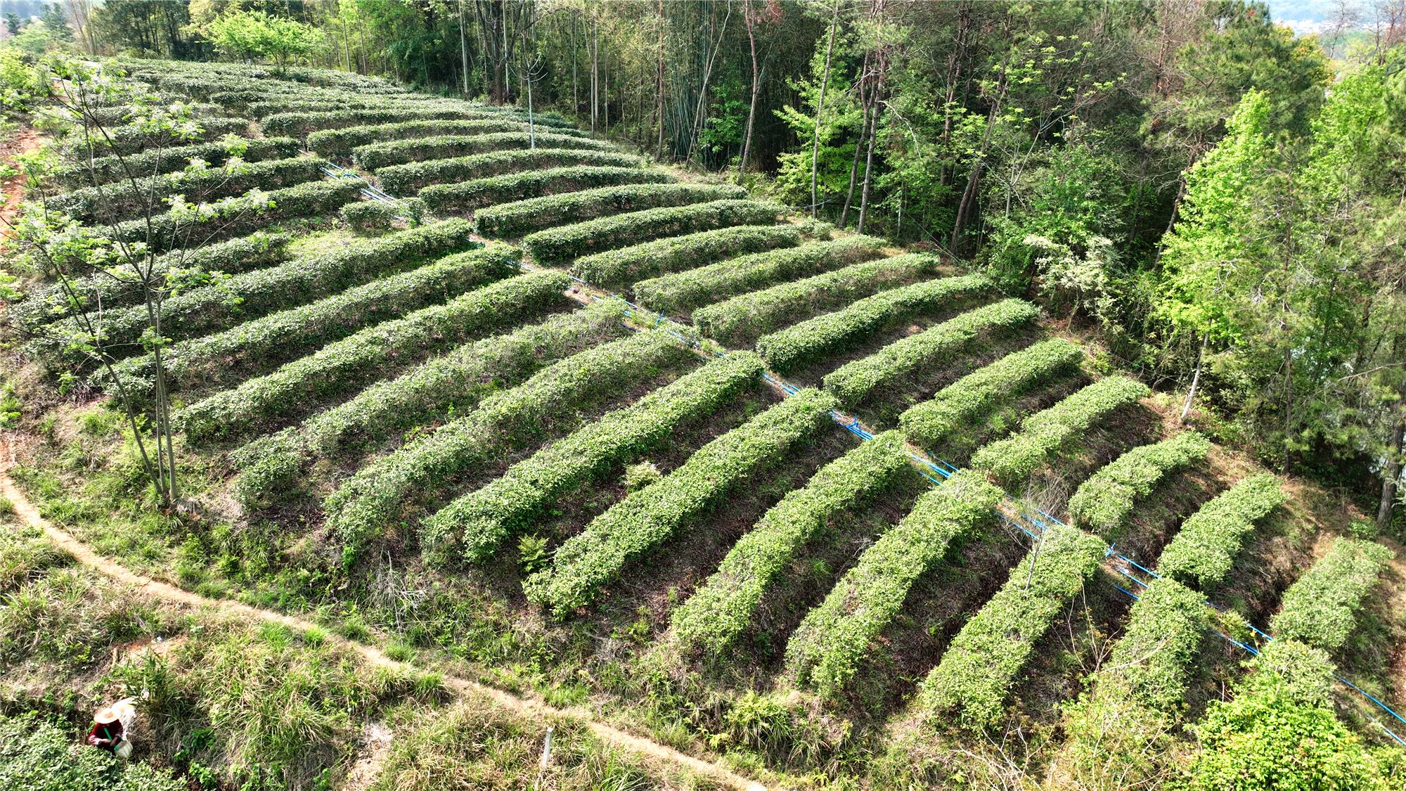 韶關(guān)武江春茶搶「鮮」上市 「武龍源」品牌激活千年茶山致富密碼