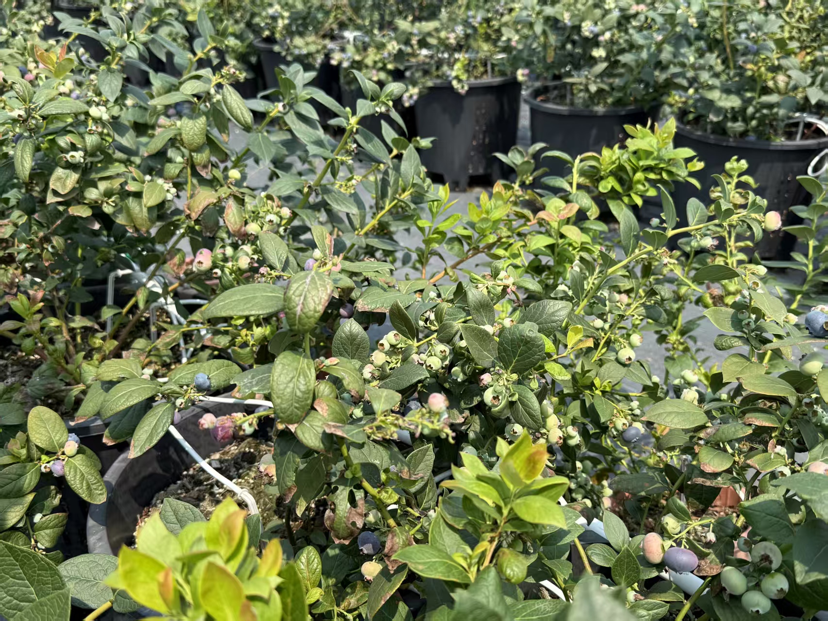 請到汕頭潮南摘藍莓 「莓」好「錢」景