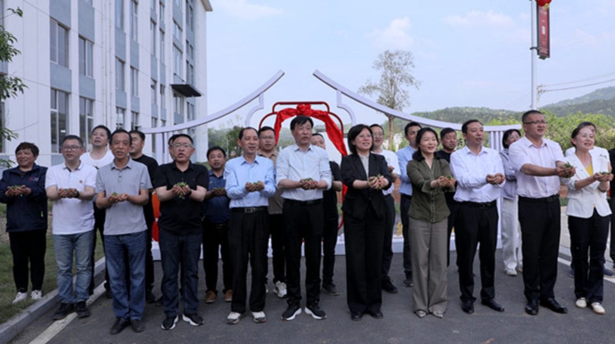 「太空茶籽」破土發(fā)芽 祁門紅茶未來(lái)可期