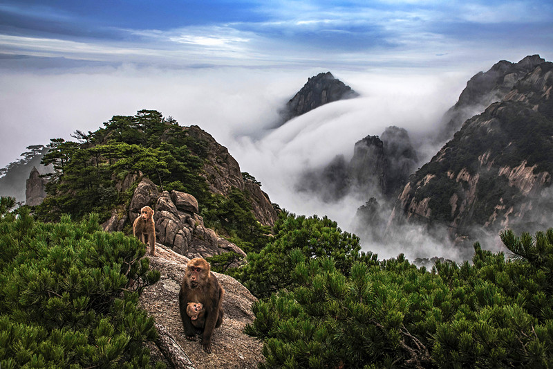 飛瀑遽然瀉雲(yún)海倏忽起  五一來黃山觀絕世丹青