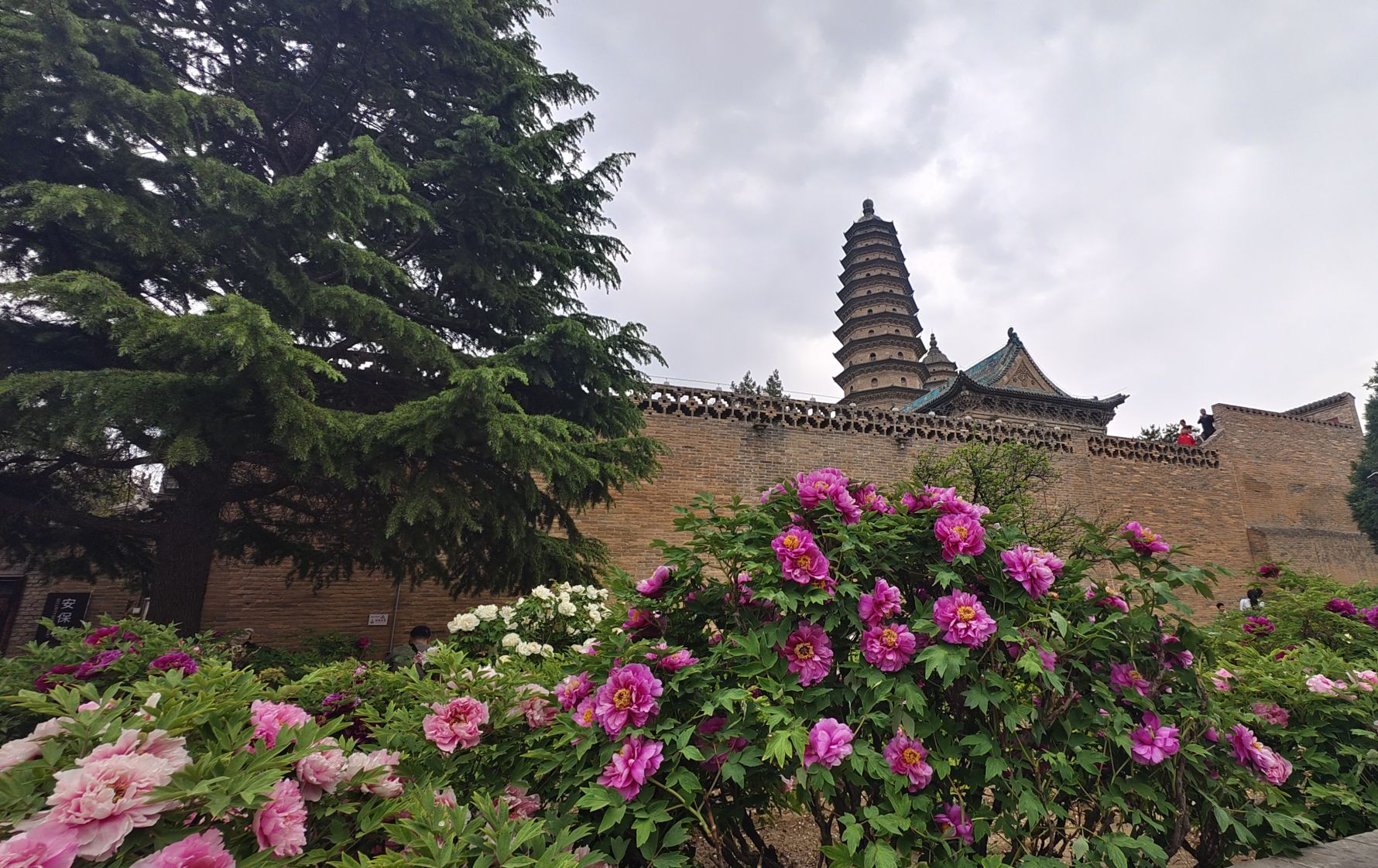 400歲「牡丹仙子」驚艷綻放！第42屆太原雙塔牡丹文化盛會啟幕