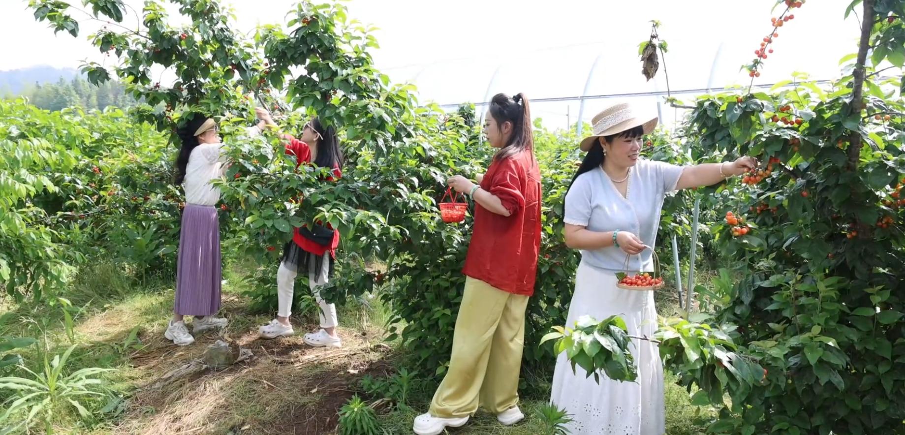 皖徽州區(qū)：「田園盛宴」持續(xù)升溫  「採(cǎi)摘經(jīng)濟(jì)」強(qiáng)村富民