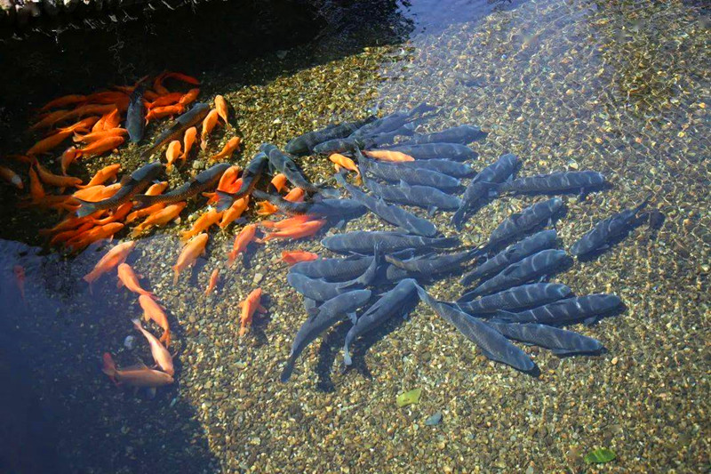 皖休寧泉水草魚入選全國名特優(yōu)新農(nóng)產(chǎn)品名錄