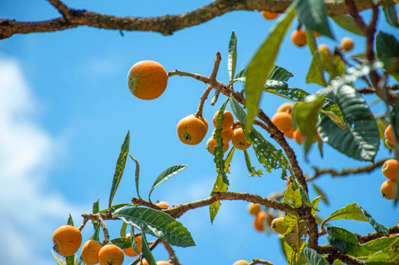 有片 | 皖歙縣：新安山水畫廊  十里枇杷香