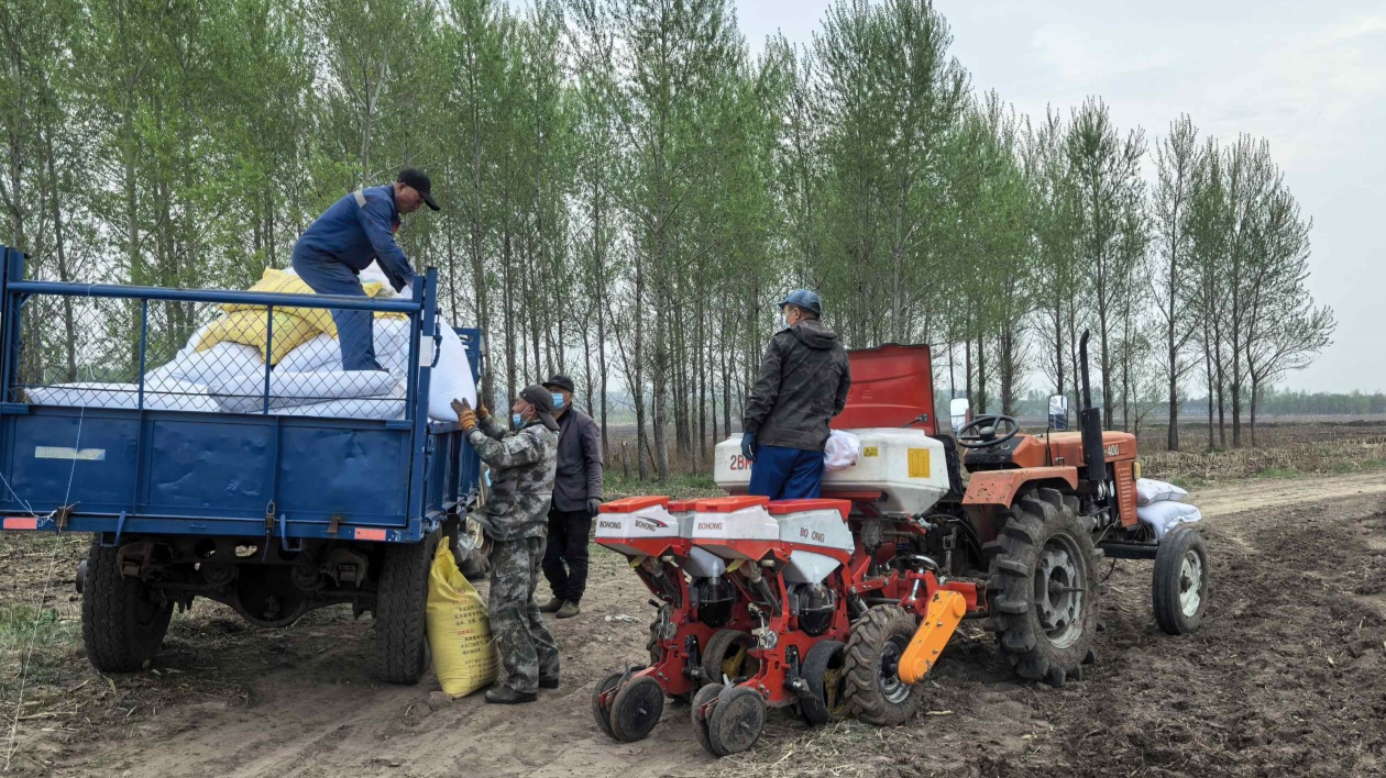 雙行密植拓「糧」途  哈市香坊區(qū)東興村鮮食玉米鋪就致富路