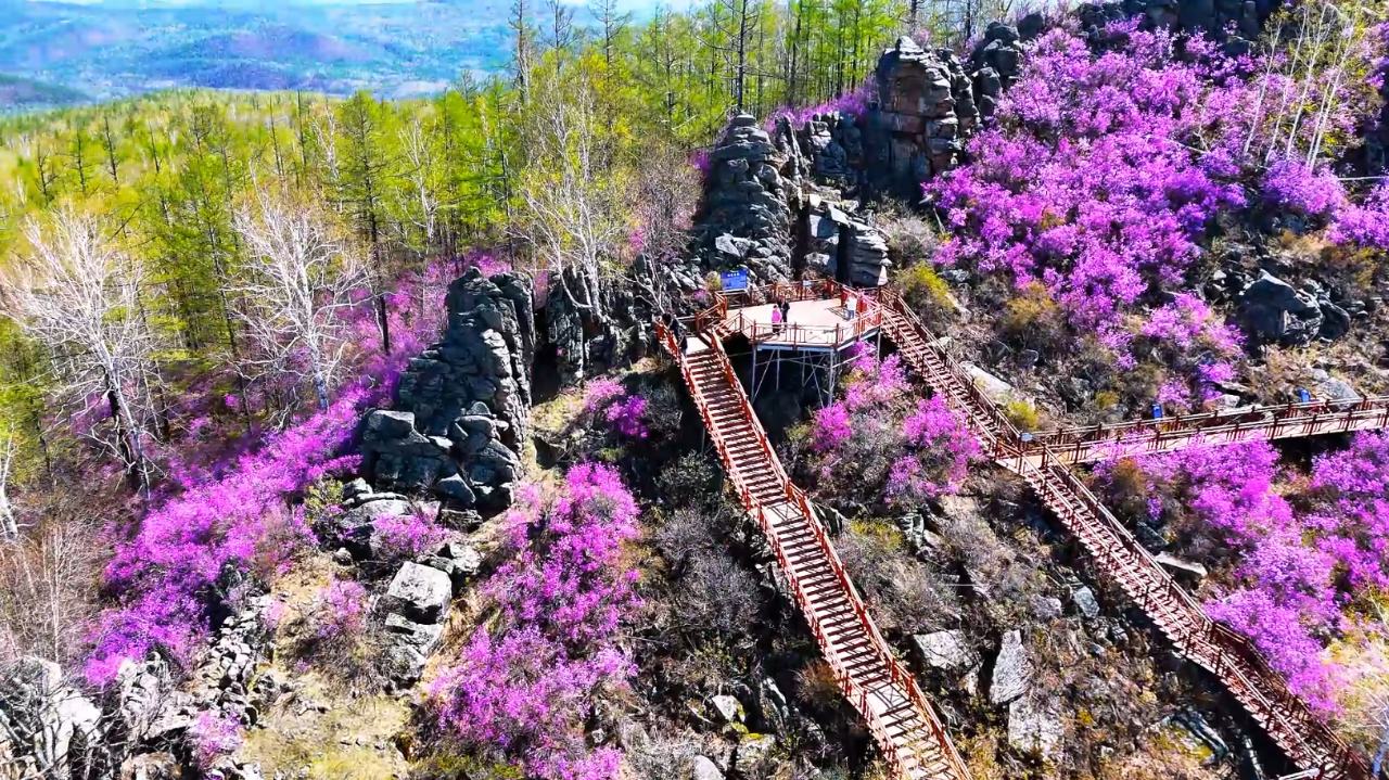 走進(jìn)花?？创荷?一路向北到興安｜大興安嶺第三屆極地森林生態(tài)康養(yǎng)季盛大啟幕